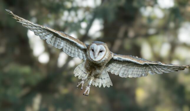Barn Owl in Flight