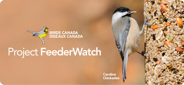 We're Sponsoring Project FeederWatch