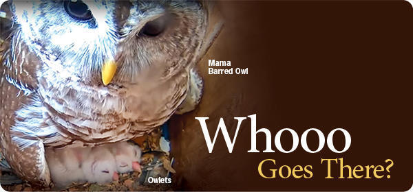 Owl Cam 
