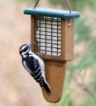 EcoTough Suet Feeder